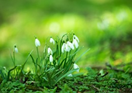 洁白的雪花莲图片