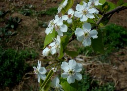 梨花图片大全