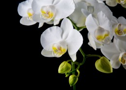 白色蝴蝶兰图片大全