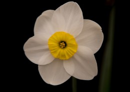 水仙花微距图片