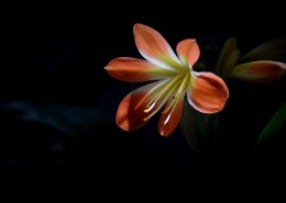 君子兰图片大全