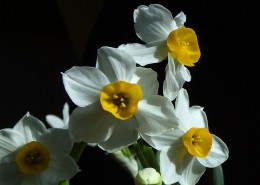 水仙花图片大全