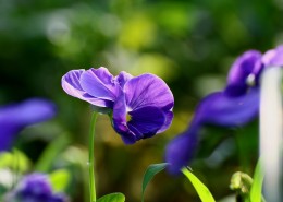 三色堇图片大全