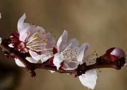 杏花图片