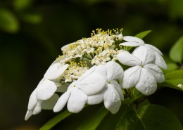 洁白的琼花图片