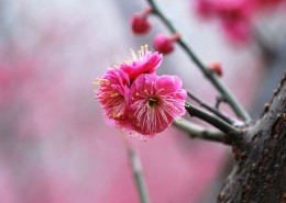 红梅图片