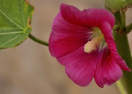 红色蜀葵花图片