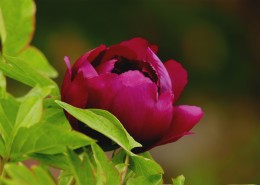 雨后牡丹花图片