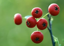 红红的火棘果图片