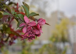 紫色海棠花图片