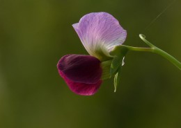豌豆花图片