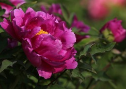 大观园的牡丹花图片