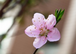 粉红色桃花图片
