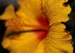 木槿花特写图片