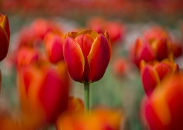 艳丽的郁金香图片