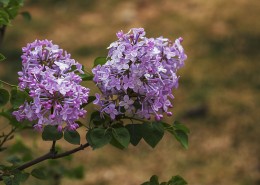紫色的丁香花图片