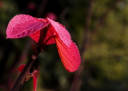 红红的山麻杆图片
