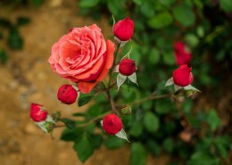 月季花图片大全