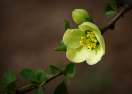 绿色贴梗海棠图片