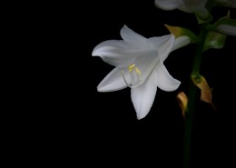 白色玉簪花图片