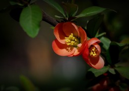 橙色贴梗海棠图片