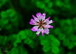 紫色苜蓿花图片大全