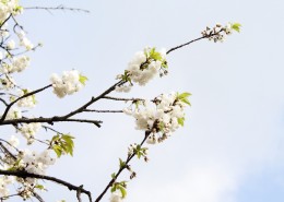 白色樱花图片