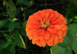 百日菊图片大全