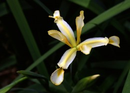 马兰花图片大全