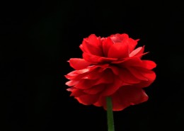 洋牡丹图片大全