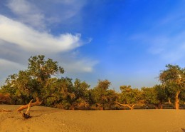 胡杨林图片大全