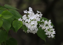 丁香花图片大全