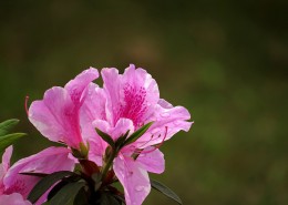 雨后的粉花杜鹃图片大全