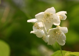 金叶山梅花图片