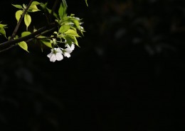 白色的樱花图片