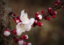 纯洁的杏花图片大全