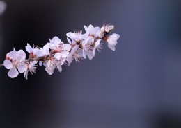 粉色山桃花图片