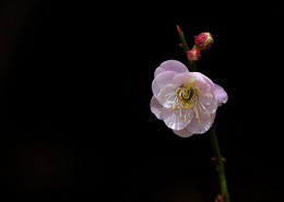 红梅花图片大全