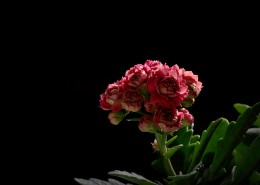 逆光下黑色背景长寿花图片