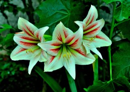 朱顶红图片大全