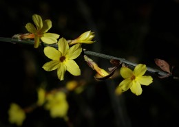 光影下的迎春花图片大全