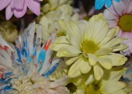 五颜六色的菊花图片大全