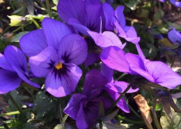 紫色三色堇图片大全