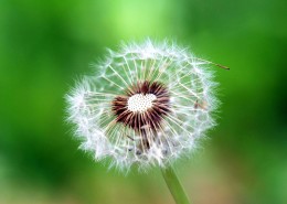 蒲公英图片大全