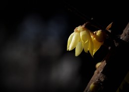 黄色的腊梅花图片