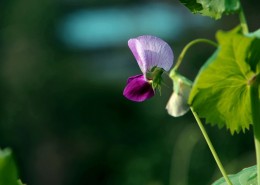 豌豆花图片