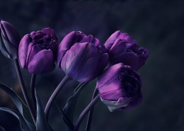 鲜艳的郁金香图片大全