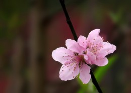 单瓣桃花图片