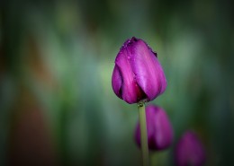 美丽的郁金香图片