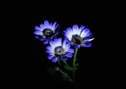 蓝色瓜叶菊图片大全